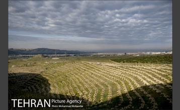 بازدید از پروژه جنگل کاری 1250 هکتاری 14