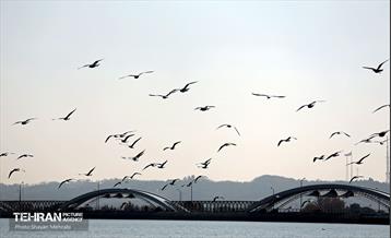 کوچ پرندگان مهاجر به دریاچه شهدای خلیج‌فارس 29