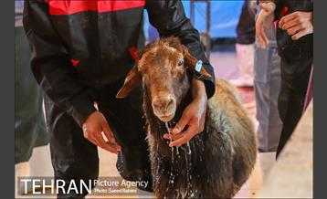 مرکز عرضه دام بهداشتی به مناسبت عید قربان در منطقه 22 تهران 31