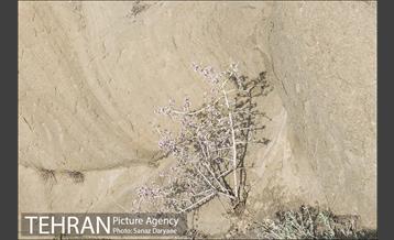 کوه های روستای وردیج 22