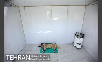 نقاهتگاه سگ های بدون صاحب واقع در آراد کوه 35