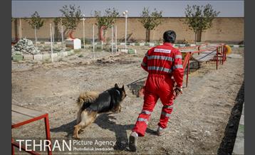 سگ های آنست 3