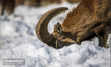 حیات وحش تهران  36