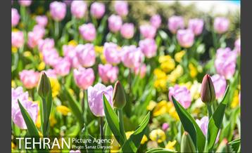 رویش لاله ها در پارک شهر 15