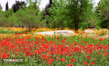 طبیعت بهاری در باغ ملی گیاهشناسی ایران 12