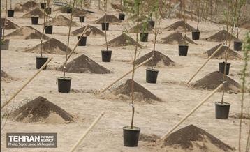 آیین روز درخت‌کاری و پایان پروژه کاشت ۲۵۰۰ هکتار کمربند سبز پایتخت  3