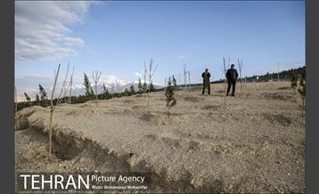 بازدید از پروژه جنگل کاری 1250 هکتاری 17