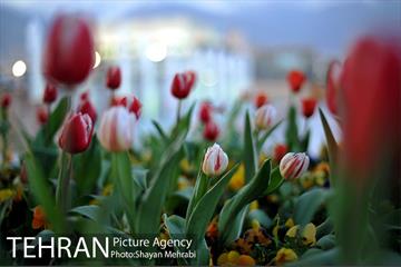 برج میلاد میزبان لاله های بهاری و تخم مرغ های رنگی 30