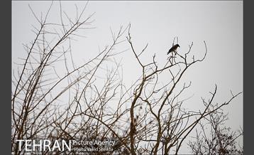 پارک ملت در یک روز زمستانی 16