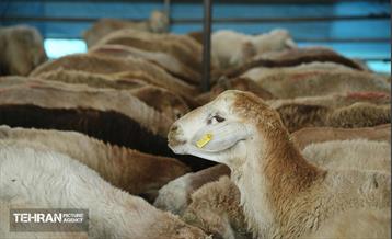 عرضه دام زنده بهداشتی ویژه روز عرفه و عید قربان 15