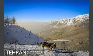 آلودگی هوای تهران از فراز کلکچال 7