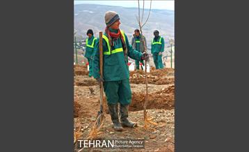 کاشت ۱۰۰ هزار اصله نهال در پارک جنگلی تلو 12