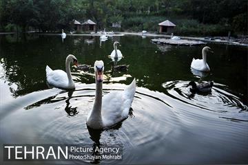 باغ پرندگان تهران 48