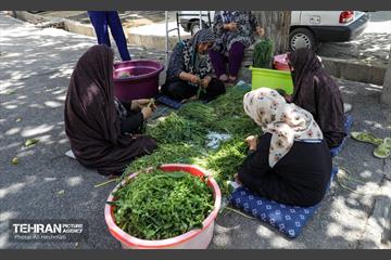 نخستین جشنواره سبزی در منطقه 18 2