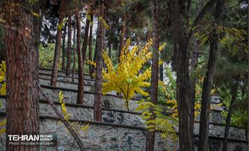 سمفونی رنگ های پاییزی - پارک ملت 19