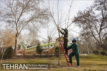 آغاز فصل هرس درختان- 3
