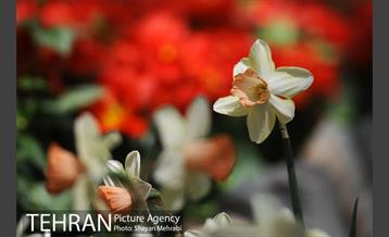 رویش گل های لاله در باغ ایرانی 35