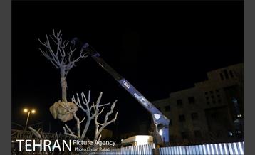 ​جا به جایی درختان گیشا به دلیل ساخت زیرگذر 16