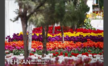 پیاده راه لاله برای مادران 15