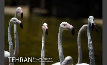 باغ پرندگان 38