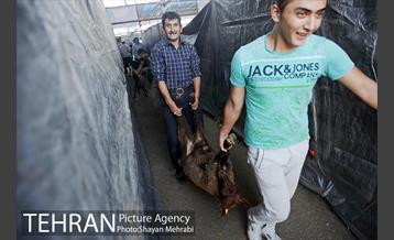 بازدید معاونین شهردار از جایگاه های عرضه دام زنده 19