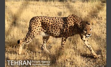 نشست تغییرات اقلیمی با حضور هنرمندان و فعالان محیط زیست‎ 20