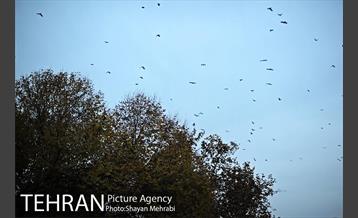 پاییز در بوستان ملت 42