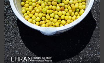 بازار میوه تربار مرکزی 27