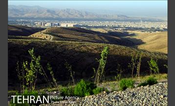 بازدید شهردار تهران از طرح‌های جنگل کاری شمال تهران  12