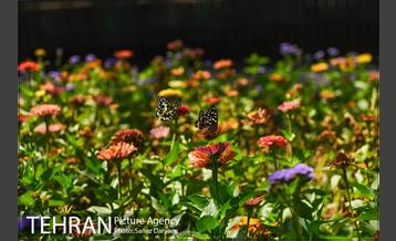 بوستان رسالت 22