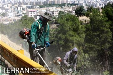 علف زنی بوستانهای تهران برای مقابله با آتش سوزی 2