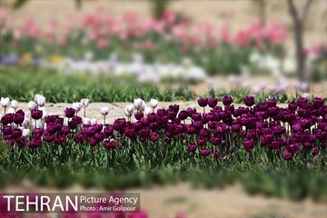 باغ گل لاله های ایرانی در بوستان آبشار تهران‎ 18