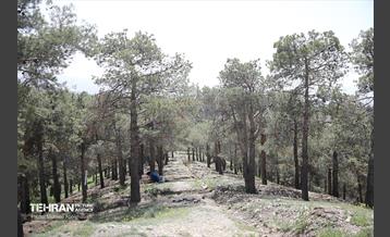 روز طبیعت در پارک جنگلی لویزان 20