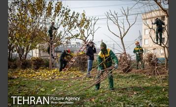 آغاز فصل هرس درختان 16