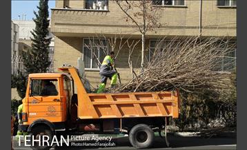 عملیات هرس درختان درمعابر و بوستانهای مناطق تهران 21
