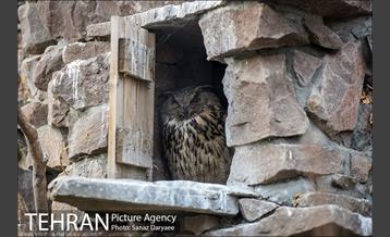 باغ پرندگان 11