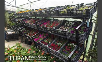 بازار گل شهید محلاتی 16