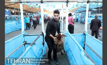 مراکز عرضه بهداشتی دام زنده 32