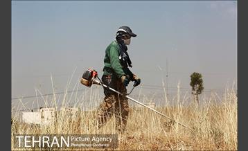 علف زنی بوستانهای تهران برای مقابله با آتش سوزی 11