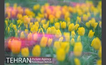 روش گل های لاله در باغ ایرانی 39