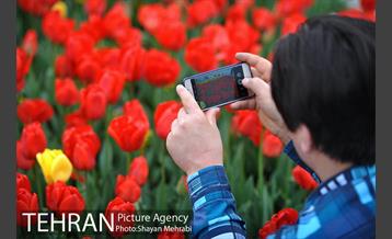 رویش گل های لاله در میدان آزادی 33