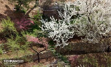 هوای بهاری منطقه 22 36