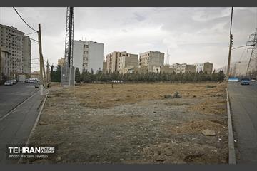 جابجایی اصولی 106 اصله درخت در منطقه 5 شهرداری 3