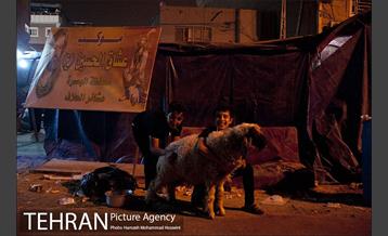 زائران اربعین حسینی 2 18