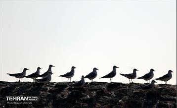 کوچ پرندگان مهاجر به دریاچه شهدای خلیج‌فارس 9