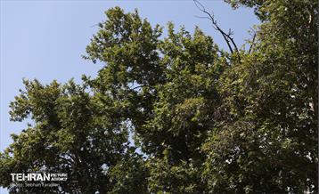 نشست خبری شهردار منطقه 1 1