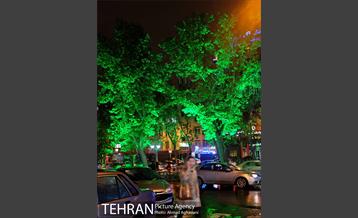 نورپردازی درختان بلوار میرداماد 5
