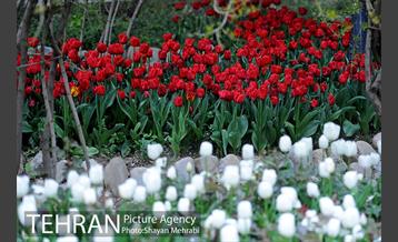 باغ ایراتی (بوستان مهندس مختاری) 6