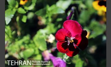 لاله های بوستان یاسمن 1