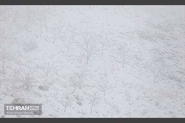 بارش برف زمستانی در تهران 8